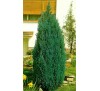 Кипарисовик Лавсона Элвуди (Ellwoodii) P9